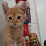 petite chatte rousse adoptée