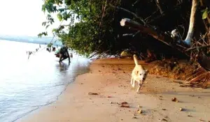 chien créole qui cours sur une plage en Martinique