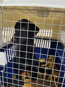 chienne adoptée dans sa cage de transports