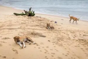 des chiens errants sur les plages en Martinique