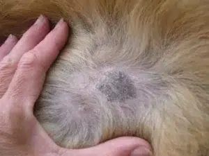 description de la teigne, maladie commune aux chiens et chats