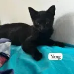 Yang chat adopté et maintenant heureux