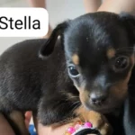 stella 1