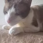chaplati 2