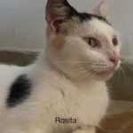 rosita 1