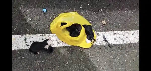 sauvetage d'animaux abandonnés dans un sac