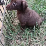 ti balou 4