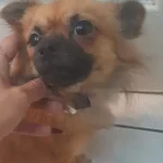 toby 4