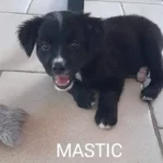 mastic 5