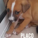 placo 1