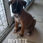 rivette 3