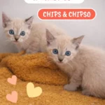 chips et chipso 1