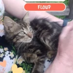 floup 1