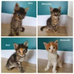 rati et cie