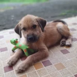 rocky 2