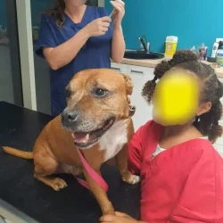 mise-en-regle-sanitaire Objectif règle sanitaire pour les adoptions